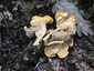 Halvány rókagomba (Cantharellus pallens), Pilis